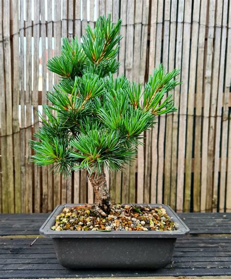 japanese white pine bonsai tree.